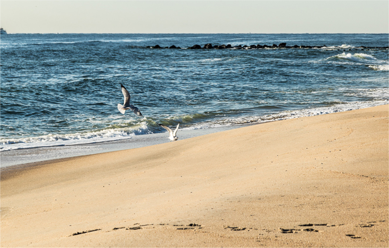 Seagulls flying on beach